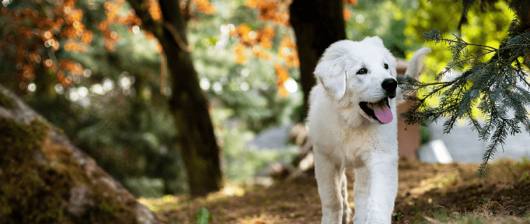 arthrose chez le chien